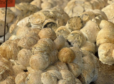 เจ้าหน้าที่กสส.4 ลงพื้นที่ติดตาม ... พารามิเตอร์รูปภาพ 5