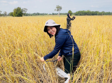 กลุ่มส่งเสริมสหกรณ์ 4 ... พารามิเตอร์รูปภาพ 3