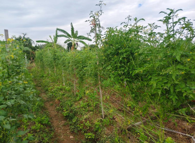 เจ้าหน้าที่กลุ่มจัดตั้งและส่งเสริมสหกรณ์ ... พารามิเตอร์รูปภาพ 4