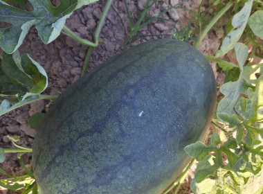 เจ้าหน้าที่กลุ่มส่งเสริมและพัฒนาธุรกิจสหกรณ์ ... พารามิเตอร์รูปภาพ 4