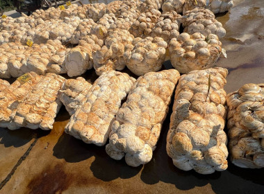 กลุ่มส่งเสริมสหกรณ์ 4 ... พารามิเตอร์รูปภาพ 2