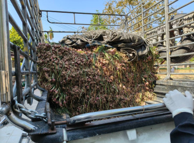 กิจกรรมสนับสนุนการกระจายผลผลิตหอมแดงสดจังหวัดศรีสะเกษ จำนวน ... พารามิเตอร์รูปภาพ 1