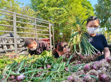 กิจกรรมสนับสนุนการกระจายผลผลิตหอมแดงสดจังหวัดศรีสะเกษ จำนวน ... พารามิเตอร์รูปภาพ 2
