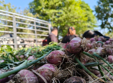 กิจกรรมสนับสนุนการกระจายผลผลิตหอมแดงสดจังหวัดศรีสะเกษ จำนวน ... พารามิเตอร์รูปภาพ 3