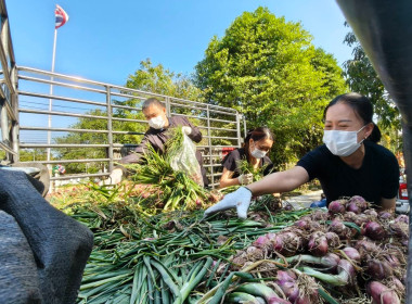 กิจกรรมสนับสนุนการกระจายผลผลิตหอมแดงสดจังหวัดศรีสะเกษ จำนวน ... พารามิเตอร์รูปภาพ 6