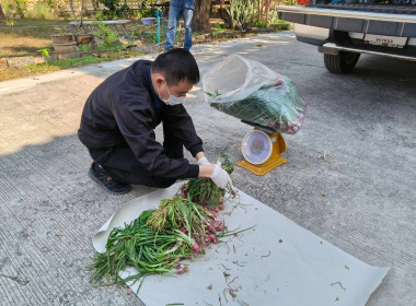 กิจกรรมสนับสนุนการกระจายผลผลิตหอมแดงสดจังหวัดศรีสะเกษ จำนวน ... พารามิเตอร์รูปภาพ 9