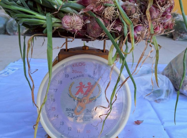 กิจกรรมสนับสนุนการกระจายผลผลิตหอมแดงสดจังหวัดศรีสะเกษ จำนวน ... พารามิเตอร์รูปภาพ 10