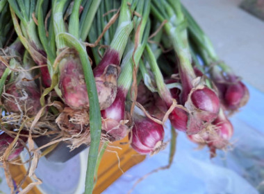 กิจกรรมสนับสนุนการกระจายผลผลิตหอมแดงสดจังหวัดศรีสะเกษ จำนวน ... พารามิเตอร์รูปภาพ 13