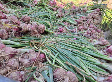 กิจกรรมสนับสนุนการกระจายผลผลิตหอมแดงสดจังหวัดศรีสะเกษ จำนวน ... พารามิเตอร์รูปภาพ 17