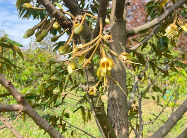 กลุ่มส่งเสริมและพัฒนาธุรกิจสหกรณ์ ... พารามิเตอร์รูปภาพ 1