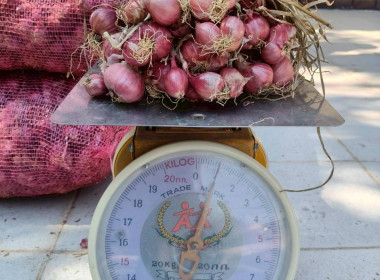 บุคลากรสำนักงานสหกรณ์จังหวัดนครพนม ร่วมกันกระจายหอมแดง ... พารามิเตอร์รูปภาพ 8