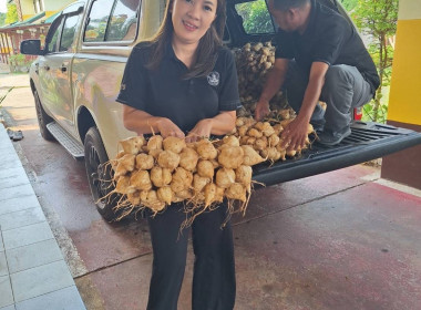 บุคลากรสำนักงานสหกรณ์จังหวัดนครพนมได้ร่วมสนับสนุนสินค้าของกลุ่มแปลงใหญ่มันแกวหวานธาตุพนม ... พารามิเตอร์รูปภาพ 4